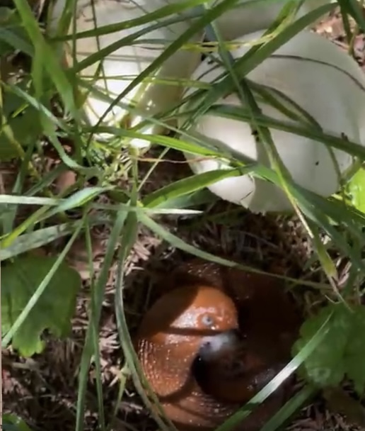 Литболталка