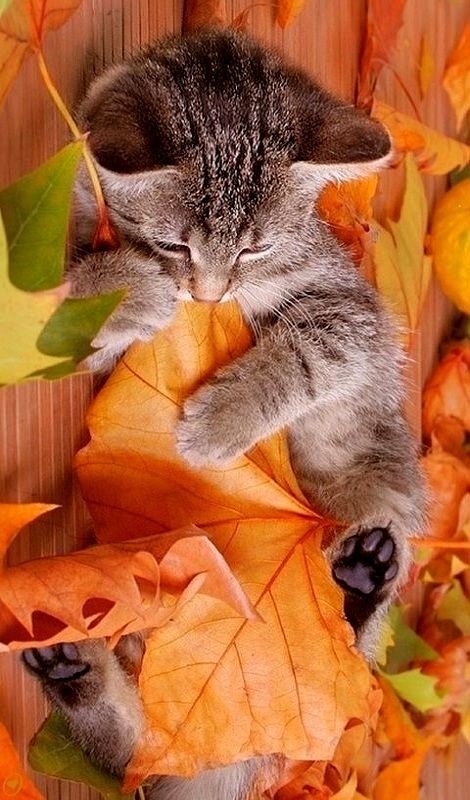 Осенний кот