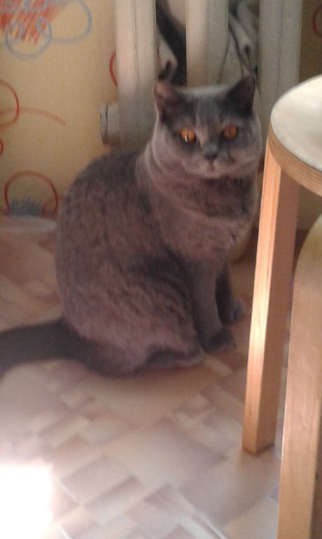 Котэ в возрасте