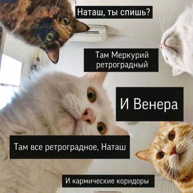 К котовторнику: подборка картинок-баянов с котиками и про котиков. Выпуск 42.