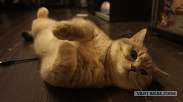 Котовторник 25.02.2014