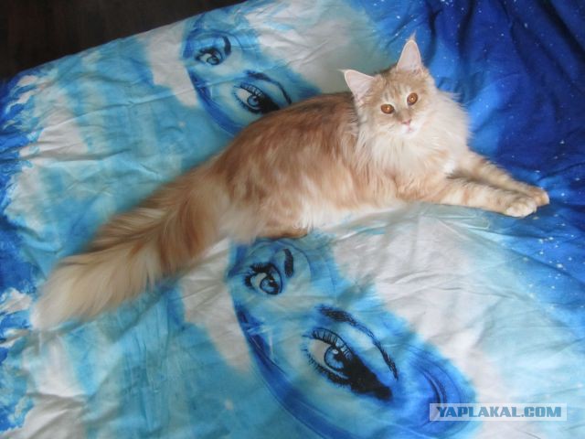 Котовторник 01.04.2014
