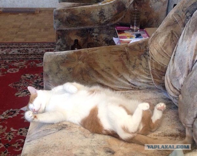 Котовторник 15.07.2014.