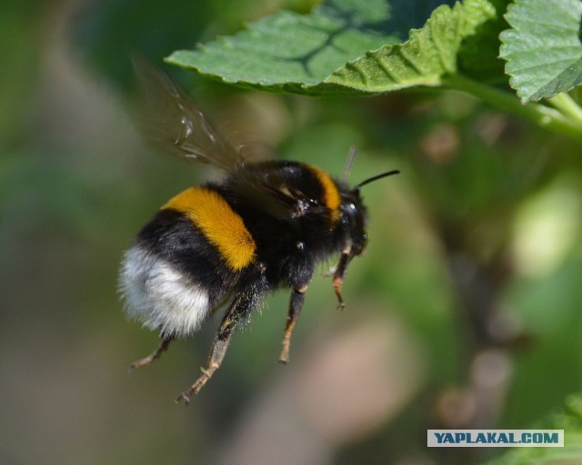 Плюсомет со шпалометом