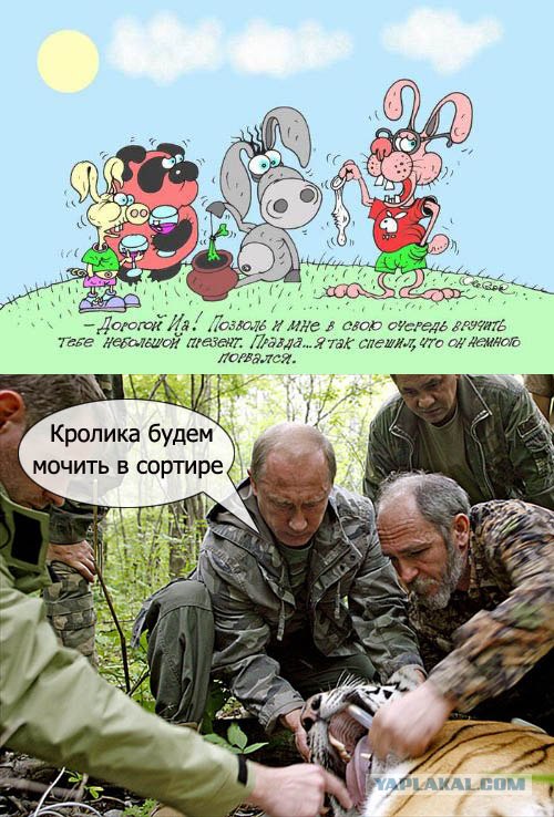 Тигра вырос...