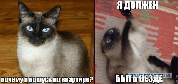 Известные котомемы.