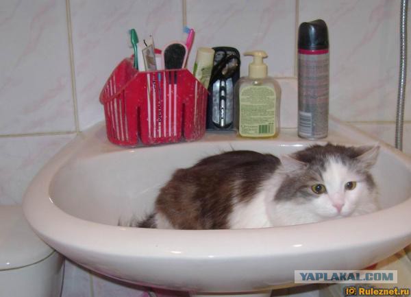Котовторник 14.07.2015
