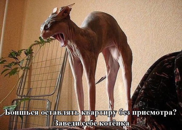 Картинки из сети