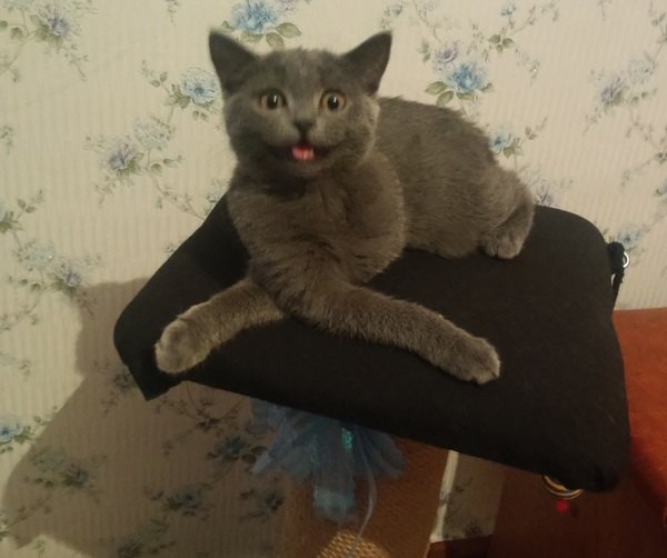 Котовторник 01.12.2015