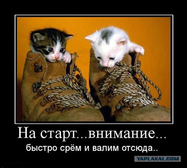 Кто съел сметану?