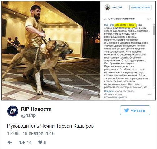«Если бы не демократия»: моськи и овчарки Кадырова