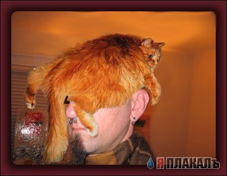 КОШКИ и ХОЗЯЕВА, подбрка картинок