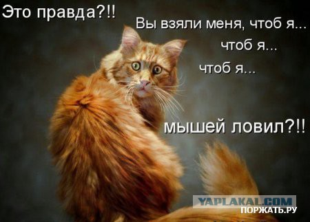 Демы к котовторнику!