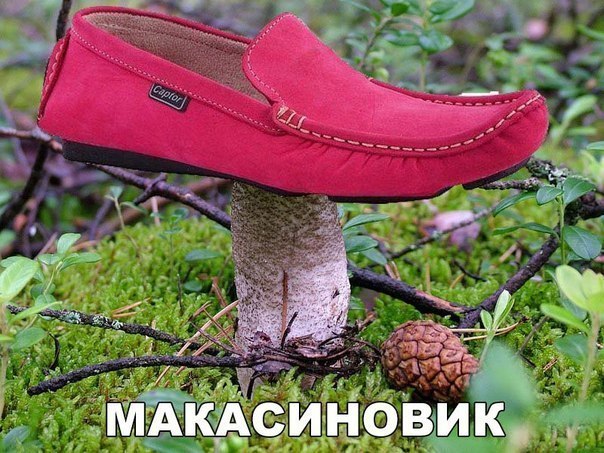 Ассорти картинок из сети