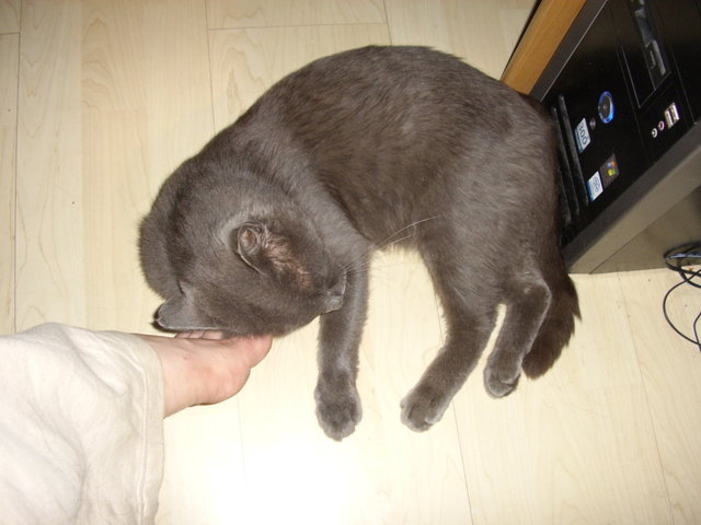Котомет на вторник (18.12.2007)