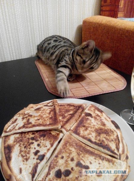 Найденыши (Кото понедельник)