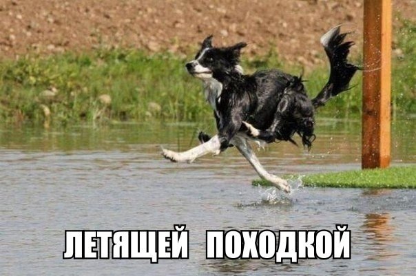 Прикольные животные