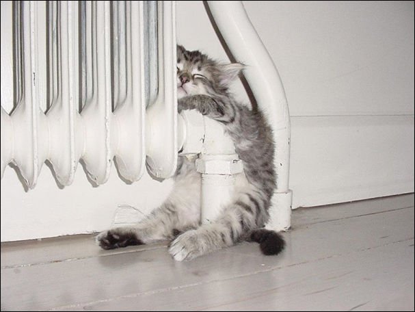 Коты из сети