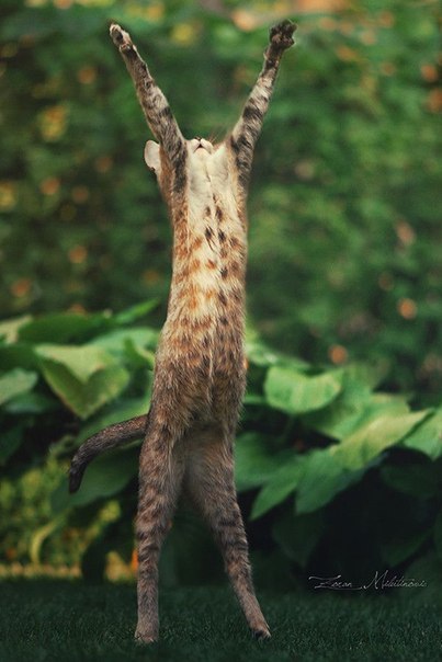 Коты из сети