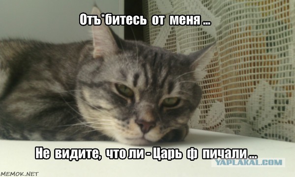 Про шерстяного товарисча