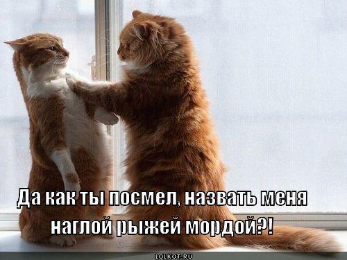 Коты и Кошки