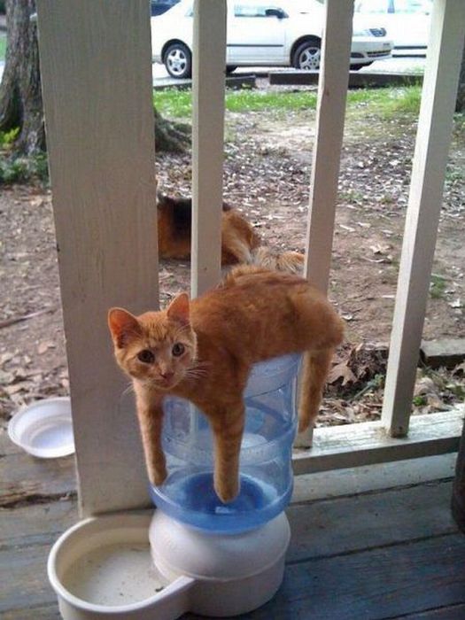 Коты и Кошки