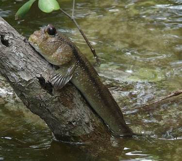 Летняя кухня. Нерка на кедре.