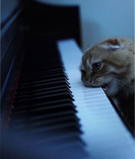 Коты и Кошки
