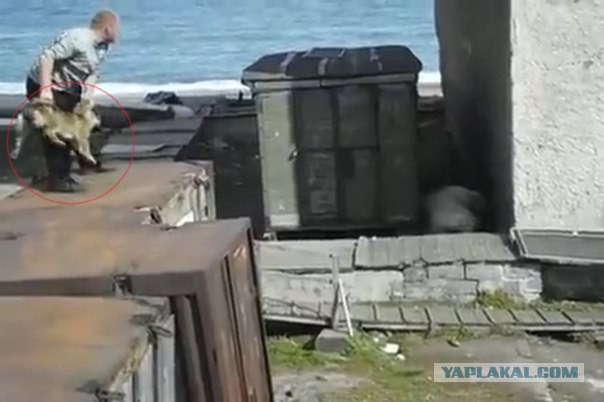 Самые страшные нападения животных на людей