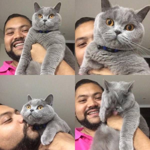 Коты и Кошки