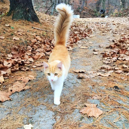 Коты и Кошки