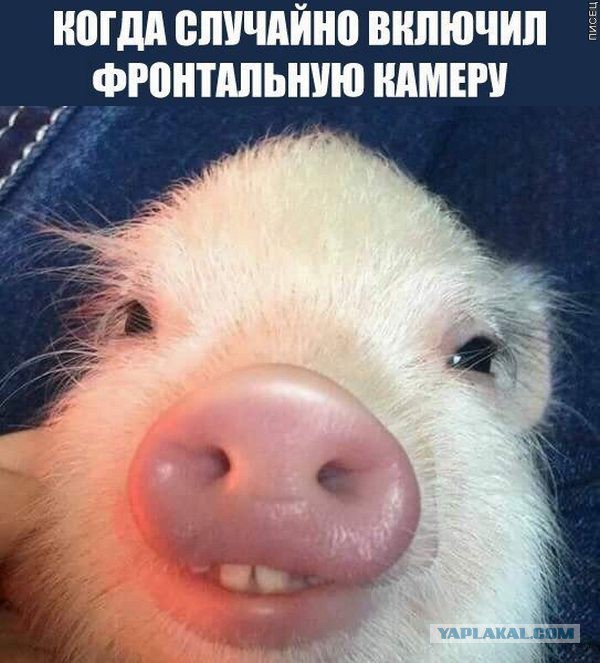 На Камчатке весело.... Не бито, не крашено...