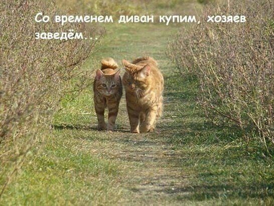 Подборка настоящих котов