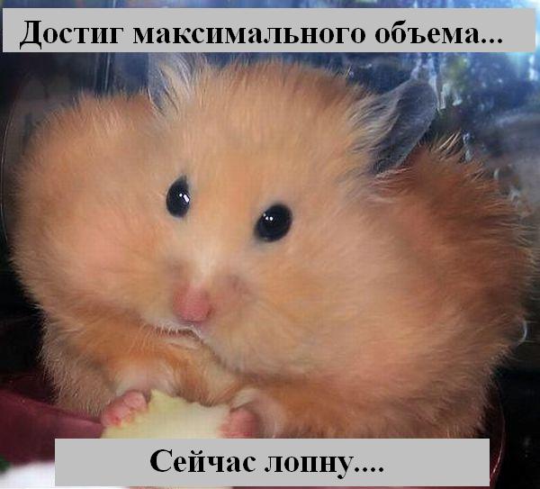 Весёлая подбока зверей (9 штук)