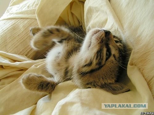 Котовторник на ЯПлакалъ