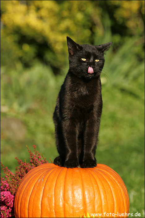 Коты на вторник на ЯПлакалъ (07.10.2008)