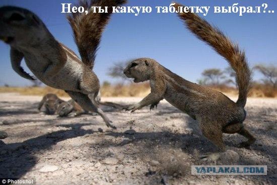 Суровый файтинг сусликов