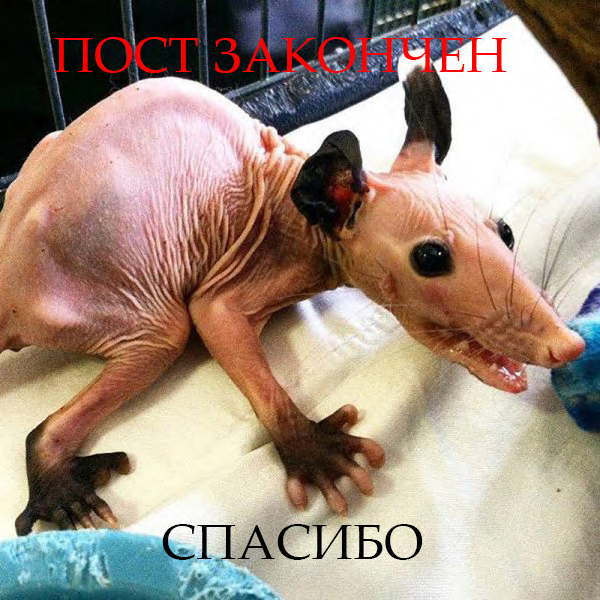 Да что тут вообще происходит?