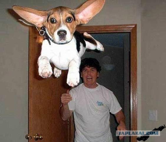 Летучая собака. 5 фото