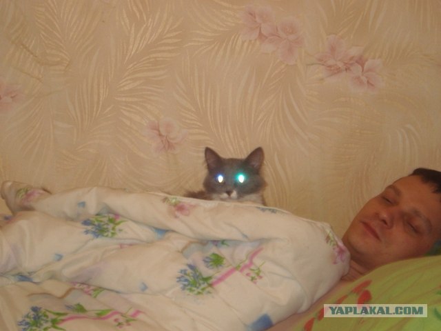 Котовторник  07.06.11