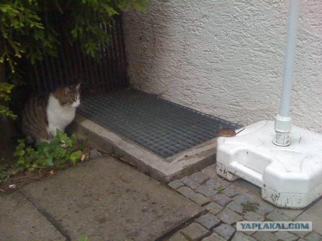 Накорми бездомного кота