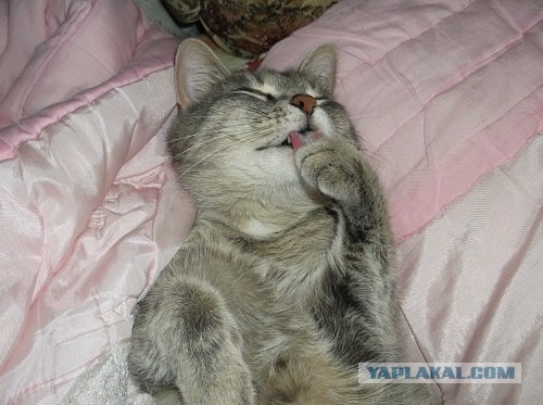 Котовторник! 08.11.11