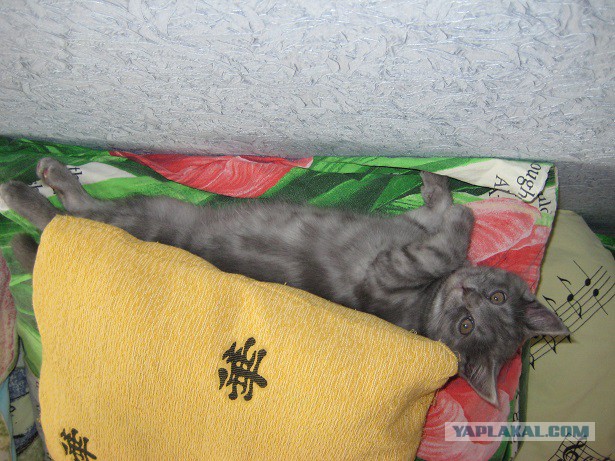 Котовторник 25.12.2018