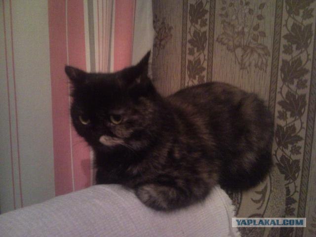 Котовторник 11.09.2012