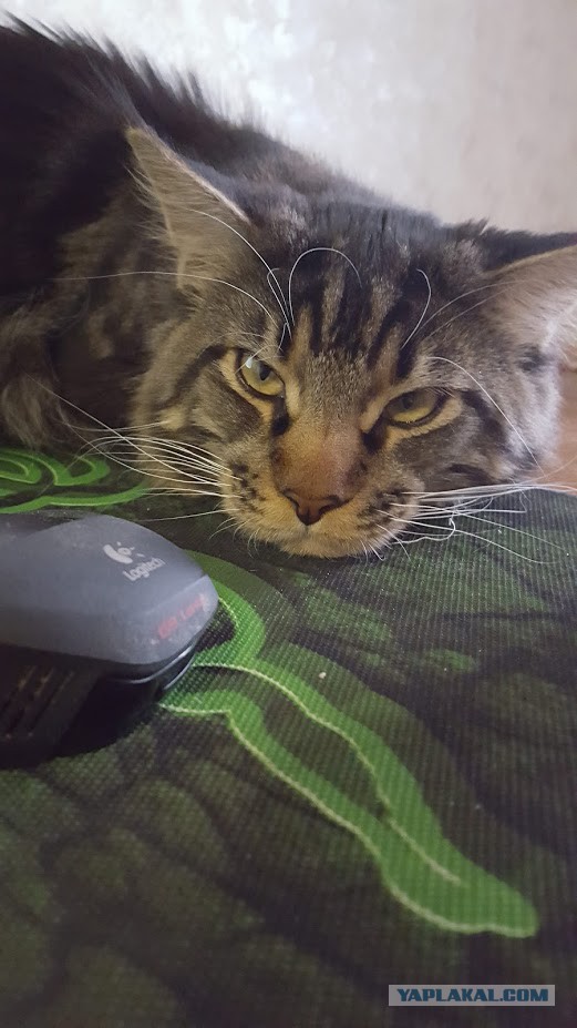 Котовторник ! (12.03.19)