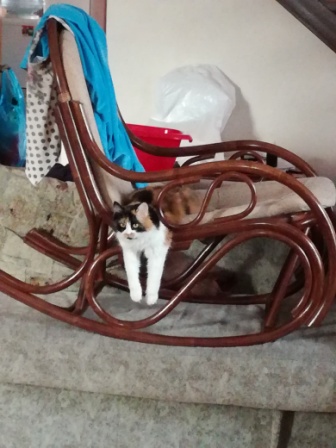 Коты, которые нас порадовали!