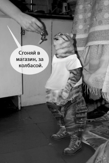 Кормим кота с рук