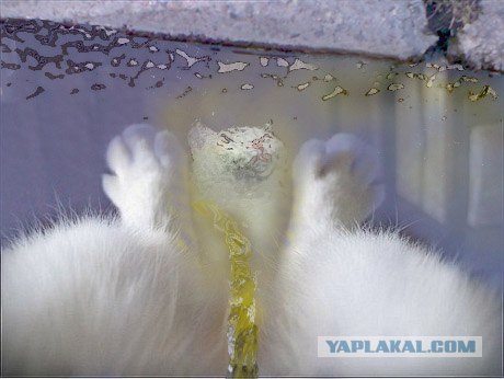Фотожаба: Ноги котэ