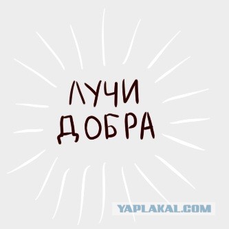 У кота 9 жизней