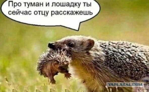 Про туман...⁠⁠